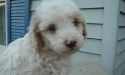 This is a litter of Cocker PooPoo's.... It is a multi generation of poodles.
Sire is a poodle and dam is a cocker-poo . The puppies are 7/8 poodle. Solid white , & White w/ Buff patch over eye... $500 ea.
Buffs are $550.
PENDING *** female- all buff.....