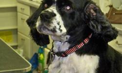 Cocker Spaniel - Oreo - Medium - Adult - Male - Dog
Oreo came to us from a PA shelter. He is about six years old. Oreo is a great dog, funny loving and happy. Sadly his ears were never taken care of and are calcified. We took him to see a surgeon who