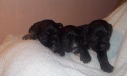 American cocker spaniel puppies tails docked dew claws removed.
We have blacks with some white markings of both Male & female..
we have one female that's black & tan.
puppies are weekly doemwred & strictly in the house raised playpen kept for best