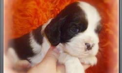 We have just 1 puppy boy available out of 16 black and white tri Boy he is 4 weeks old.
We are small group of hobby breeders of American Cockers Spaniels.
All of our dogs are part of the family.
What makes us exceptional is our unique location - we live