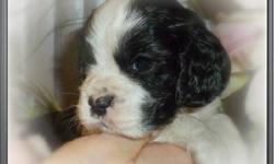 We have a few beautiful boys (black/white and chocolate/white) available from Toby and Olivia's litter (4 weeks old)
Please email us at [email removed] which one you would prefer and I will check his availability and i will send more details,photos and