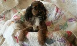 Sweet, loving, children oriented, sable female cocker spaniel puppy. Born 1/1/13. She is ready to come join you family. Email for more details.