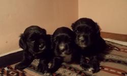 adorable cocker yet so overlooked for farm & field!
Thes pictured are 3 black males....
however we have3 black females I just had to code them on markings by separating sexes.
tails docked dew claws removed weekly dewormed & strictly house raised. vet
