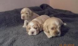 purebred aca registered American cockerspaniel puppies in varies shades of BUFF (tan origination color of the cockerspaniel)
they have tails docked dew claws removed will & are weekly dewormed & vet visted with Vet health papers & first shots leaving.