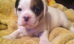 JAX is half AKC English Bulldog half Cocker Spaniel.
Will be medium size (30-45lbs)
Already have nose rope and bulldog head.
Will be vet checked, shots and wormings.
Sent home with
Ready April 25th.
585-928-1171