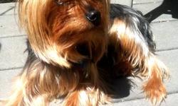 CoCo is a well behaved and loving Yorkie male about 6-8lbs with long legs which is great for shows dogs. Fantastic around kids and great lap dog. We purchased CoCo from a AKC breeder with papers available to register for our teen age daughter. Need we say