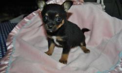 Here is a beautiful Litter of six Pomchi Puppies ..adorable four long hair and two short hair. Five boys and one girl. They will be ready for their new home on the 22nd of this month. They have their first shot and dewormed . This puppy is Coco and he is