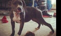 I have a six month old Purebred blue brindle colby pitbull for sale. When I bought this puppy I thought I would have more time for her and I do not have the time that she needs. She is potty trained and very good with children my nieces and nephew are