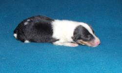 AKC Collie pups. Nice Wil-O-Lane and VanM lines. Parentage optigen tested noncarrier for CEA. Sire PRA noncarrier. Guarantee eye health. 1 year written general health guarantee. Ready end of July. License F1350
