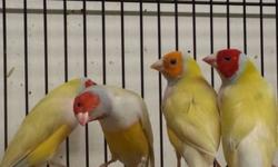now available some nice colorful gouldian finches
Green backs 55 each
Yellow backs 65 each