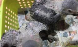 For Sale!!!
Congo african Grey baby
2 available - domestic Banded
6 weeks old- must continue to handfeed
3x/day feeding ``````----- $1100--
I will teach you how to handfeed and formula and handfeeding syringe will be included with the sale.
Email and