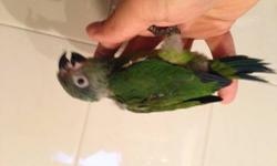 Two baby dusky conures. $200 each. Very friendly. Or both for $375
Or buy one dusky and one green Quaker for $325 for both!!!
Call email or text 347-336-5972
