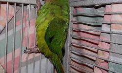 Conure - Beaker & Godel - Small - Young - Female - Bird
Beaker & Godel are both females and very bonded , so they must stay together , they are both 2 yrs old.. They love to be out with you and goofing off .
CHARACTERISTICS:
Breed: Conure
Size: Small