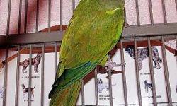 Conure - Jake - Small - Senior - Bird
CHARACTERISTICS:
Breed: Conure
Size: Small
Petfinder ID: 23738743
CONTACT:
Lollypop Farm, Humane Society of Greater Rochester | Fairport, NY | 585-223-1330
For additional information, reply to this ad or see: