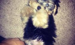 She's A Yorkie Poo The Pic Is Up to Date She's not going to get any bigger She's Had Her Shots She Is Playful & full of love I'm only selling her because I do not have time for her I hate to leave her 10 hours a day I'm looking for a family who will love