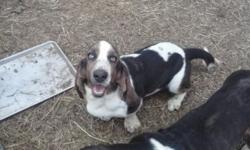 2 free male coonhounds to a good home prefer country home not really city dogs they are utd on shots and have been together since pups would like them to go together very friendly love to run have been around older kids house broke can be inside or
