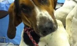 Coonhound - Bella - Large - Young - Female - Dog
Bella is a 1 yr old spayed Walker Coonhound.She is very high energy & playful. She likes stuffed toys. She is not leash trained, pulls hard, will need work, but will settle with exercise. Her favorite toys