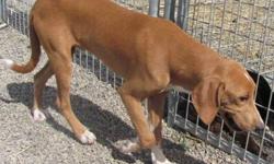 Coonhound - Drix - Medium - Young - Male - Dog
2 yr old friendly hound mix found as a stray . He had a microchip and apparently was given away and then the people that took him had to move and couldn t take him so must have dumped him . He sits for treats