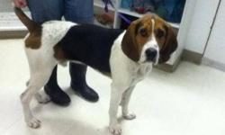 Coonhound - Plato - Large - Adult - Male - Dog
Plato is a 3 yr old coonhound. Sweet dog, loves attention. He is not leash trained. His nose leads him. Probably a good hunter. He has the hound bark. A little underweight. He has a lot of energy and will