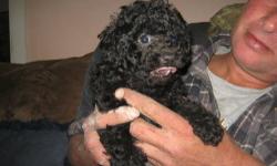 Cream female 8 weeks old VET visted, health approved & guaranteed. 1st shots with records.
This darling is going to be around 7-8lb adult
shes non shedding & hypo allergenic as any coated breed can be.
High intelligence from the poodle" happy go Lucky
