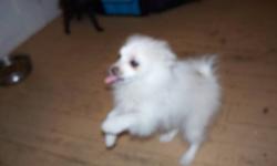 Beautiful Cream male pomeranian puppy, he is sweet and playful and is going to be absolutely gorgeous! You will not find another this quality at this price!! He needs to find his forever home asap! He has been wormed and had his first shots...email for