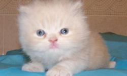 We are selling two Cream colored male teacup Persian kittens for $800 each. These kittens are raised between kids and other cats, so they are very social with people and other animals. Included in the cost of our CFA registered kittens is: CFA