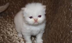 I have one male cream point himalayan and one blue point available for their new homes on December 10th. They will have seen the vet, been vaccinated, de-wormed and with a clean bill of health certificate. The kittens will be litterbox trained and eating