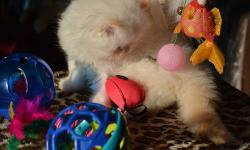 Wonderful Persian Kitten is looking for caring and loving family. He has a wonderful cream point coat and bright blue eyes. Social and very playful. Litter box trained and gets well along with other animals. He is 8 weeks old and ready to go to a new