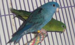 One Pair Of Lineolated Parakeets. Male Creamino And Female Cobalt. Will Be 4 Years Old In 2014. Never Set Up For Breeding But They Have Been Together For Several Years. Very Bonded. The Following Are Possible Colors From This Pair:
Cock: creamino
Hen: