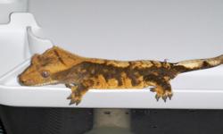 YOUNG CRESTED GECKO FOR SALE HE IS ABOUT 30 GRAMS AND EATING CGD EMAIL FOR MORE INFO