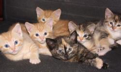 Cute and cuddly kittens wanting a permanent, loving home. Extremely well socialized, loving and litter box trained. Three calico girls and three orange tabby boys are all adorable and sweet. Wormed and first set of shots given. $10.00 each, just to cover