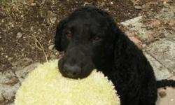 Curly Puppies whelped 31 July 2014 4 Blacks & 8 Livers. Health guarantee, Parents on premises. AKC Champion pedigree
Really cute! Good with kids and great hunting dogs. 34 years breeding Champion Curlies and many with hunting and obedience titles Mostly I