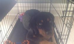 The cute 11 week old Rottweiler puppy is a pure breed and is for sale. If you are interested please feel free to text or e-mail me for more information.
Thank you
- mickel