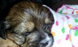 Born March 19,2013 Cute female Shorkie puppy is looking for a good home. Comes with Micro chip, Fixed, All Shots up to date , Paper trained. All that is needed is a New Loving Owner to feed and care for. Both Dame and Sire are both my family pets, and