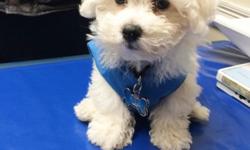 Perfect 3lb. 11oz. little white Bichon . Love able and very social. The reasoning for seeking a new forever home is the lack in support we have at home. We are looking for a home and a family that can love him unconditionally as we have been. But also