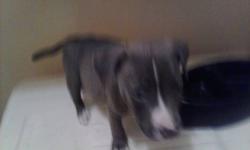 Hi I have a 9 weeks old blue nose pit bull up for homing she all gray white patch on chest and white mark on neck her blood line is purple rose of Cairo razor's edge champion blood line great confirmation if interestedcallortext. No emails !!! The lowest