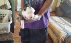 I have 2 female pitbull terriers who gave birth a day apart. One had 10 puppies and the other had 8....I know WoW!!!!! I Have 9 remaining
The puppies are 12 weeks old.
I was looking for a no kill shelter to give the mothers to, but they were all filled up