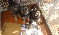 large bones german shepards puppies, blak and tan, midium lenth hair, home raised. parents on premises. two males and two females, very calm and sweet. will be dewormed and vaccinated next week. health guaranteed and they will reach over 100 pounds.