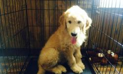 Apollo is a Goldendoole mixture of a golden retriever and poodle..
he is a very calm/playful puppy and is learning how to crate potty train.
Due to certain circumstances i?m selling the puppy,
he needs a good home that will give him lots of love.
He is