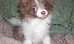 loving AKC parti Pomeranians looking for a forever home with you. They are very small under 5 lbs. at 5 months old. price is for pet home only. full akc to approved homes only for $400.00 more. please email me to learn more about them.