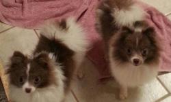 loving AKC Pomeranians ,Born may 25,2013... 2 chocolate and white parti...looking for a forever home with you. They are very small, will be about 6 lbs. full grown. price is for pet home only. full akc to approved homes only for $400.00 more. please email