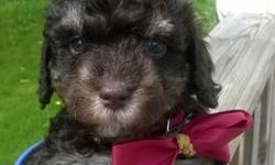 Chocolate Phantom male Toy Poodle puppy. Born 7/11/14. Ready to go to his new home September 5. He comes with age appropriate vaccines and worming. Also a 2 year health guarantee. His Mother is a 5 lb solid chocolate and Dad is a 4 pound Chocolate phantom