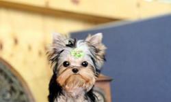 wonderful dollface micro boy 12 month old yorkie contact me