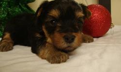 Hello everyone. I have 3 yorkie puppies left, 1 male for 800$ and 2 females for 900$ each. Their parents are purebred Yorkies with AKC registration. Father is 3.4 lb and mother is 5.5 lb,so puppies will be between those sizes. This is standart size for