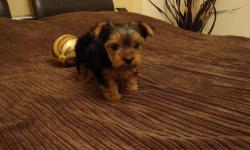 Hello everyone. I have two cute purebred yorkie puppies. Boy(800$) and girl(900$). First 3 pictures is girl and last 3 is boy. They have AKC registration, and will have their shots and dewormed. Their parents are my dogs, mom is 5.5lb and dad is 3.5lb, so