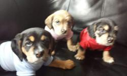 Cute and adorable beabulls puppies
I have 3 available and are looking for a home and a good family price is negotiable
Already weend off there mother milk and are eating puppy chow
The one in the pink shirt is a female
The other two are male