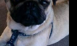 Butchie is a fun and active pug. He loves to play around in a backyard in the snow or grass. He loves his bones and toys. He is 20 months and has not been neutured but he would be a definate candidate for breeding if you wanted.
He is up to date on all of