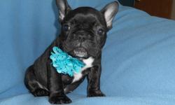 Female French Bulldog looking for a loving home. She is 9 weeks old and weighs only 3 pounds. She was born on March 7, 2013. She is half the size of past puppies from both her parents. She is brindle with a white chest. This puppy is very sweet and loves