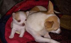 This little doll is a tri color tea cup and a semi long coated puppy. This particular coloration is called a sow. He is very very tiny and was only 2 ounces at birth. Both parents are 4 pounds. He does not come with papers. I have no doubt that this is