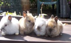 Cute Baby Lionhead Bunnies for free to good homes!! gray, brown, and white, ready now for adoption call 845-750-6542 ask for Joe or Matthew.